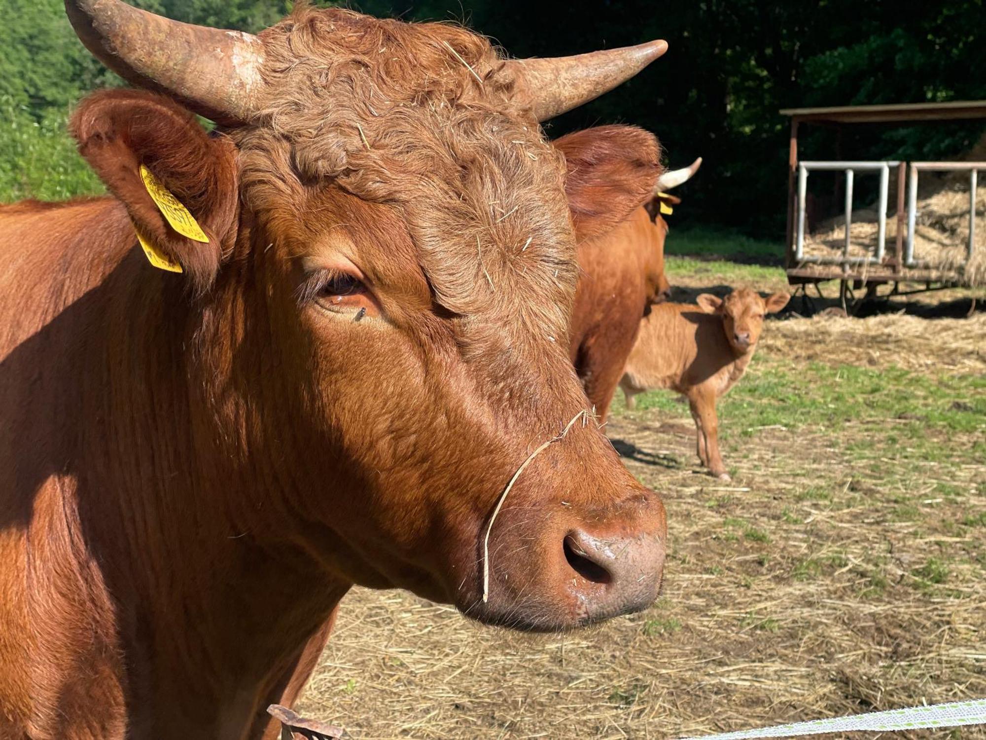 Holla Die Waldfee Konigerode Esterno foto